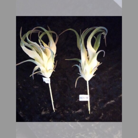 1 Box Artificial Succulents - Picture 2 of 4